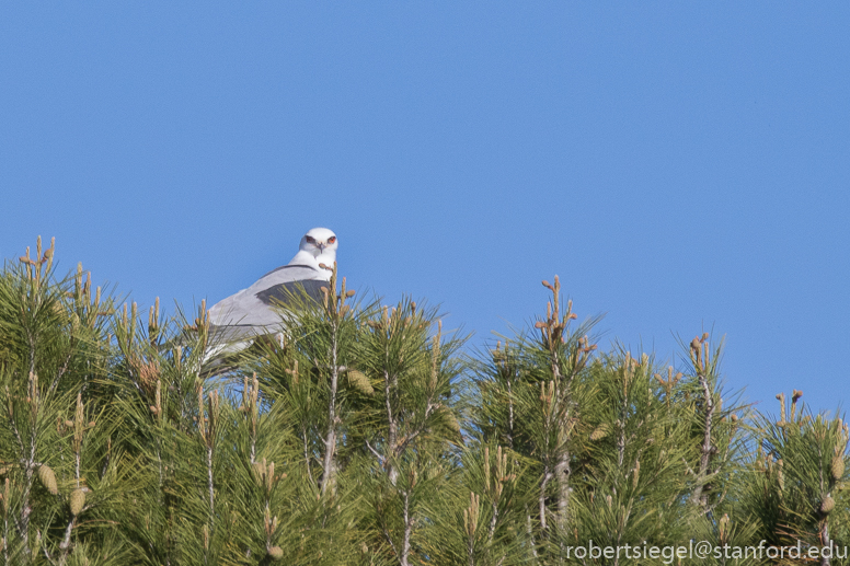 heron